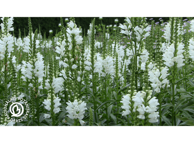 Physostegia virginiana